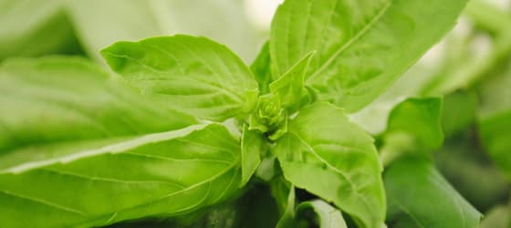 Voyageur Nissart photo 3