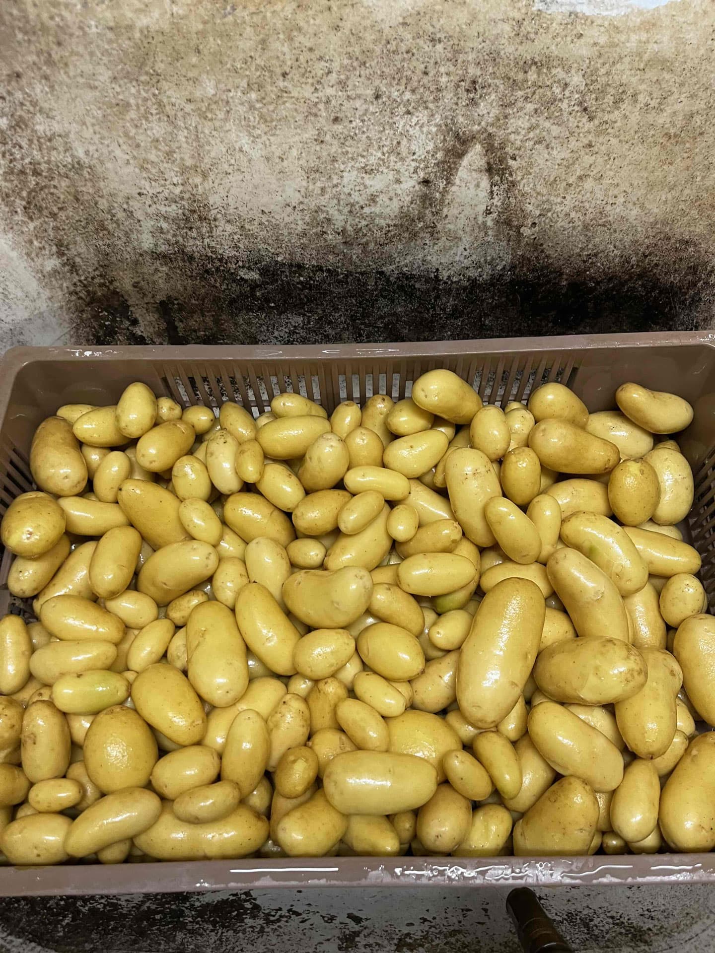 Le canut et les gones photo 7