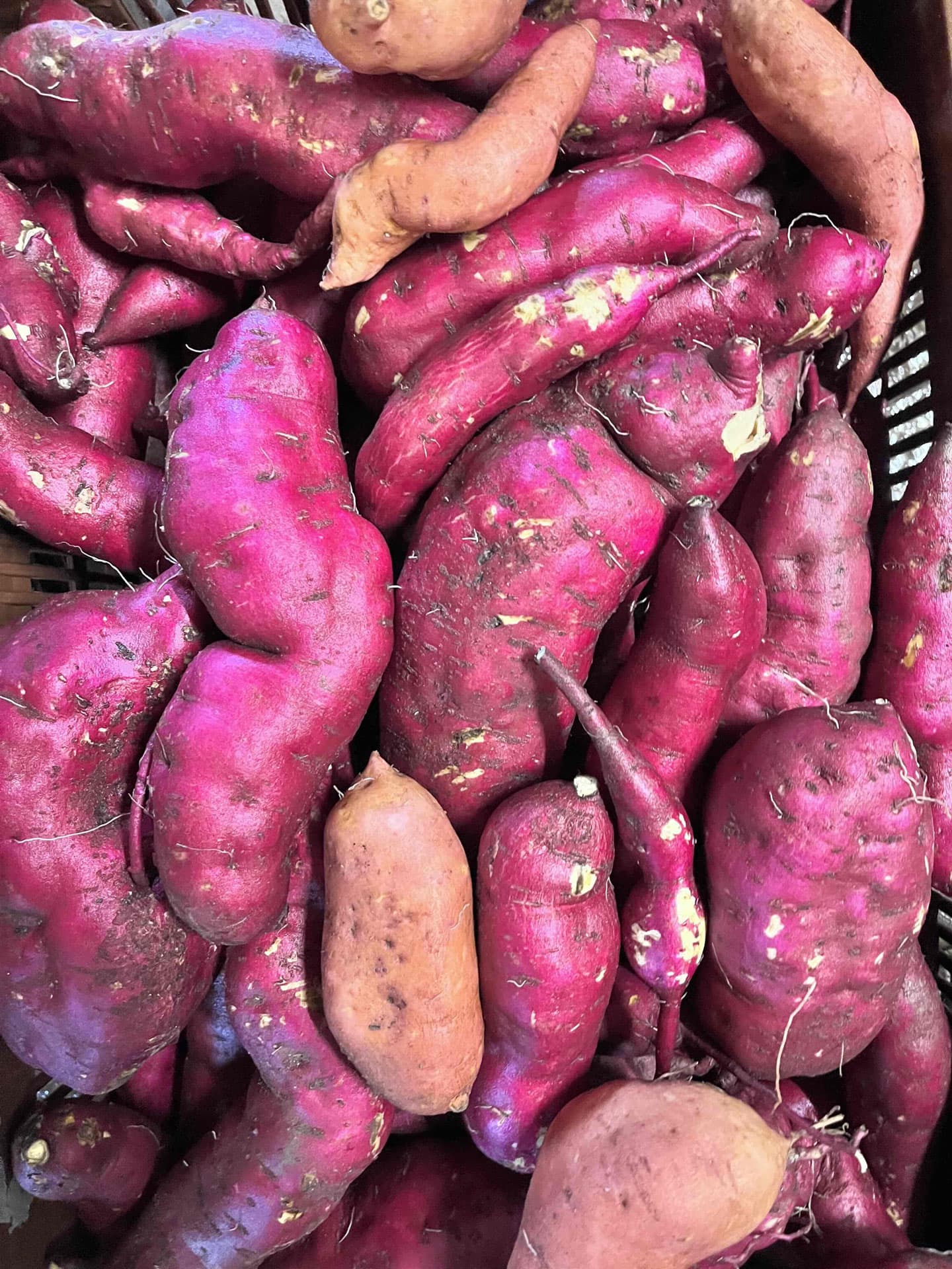 Le canut et les gones photo 8