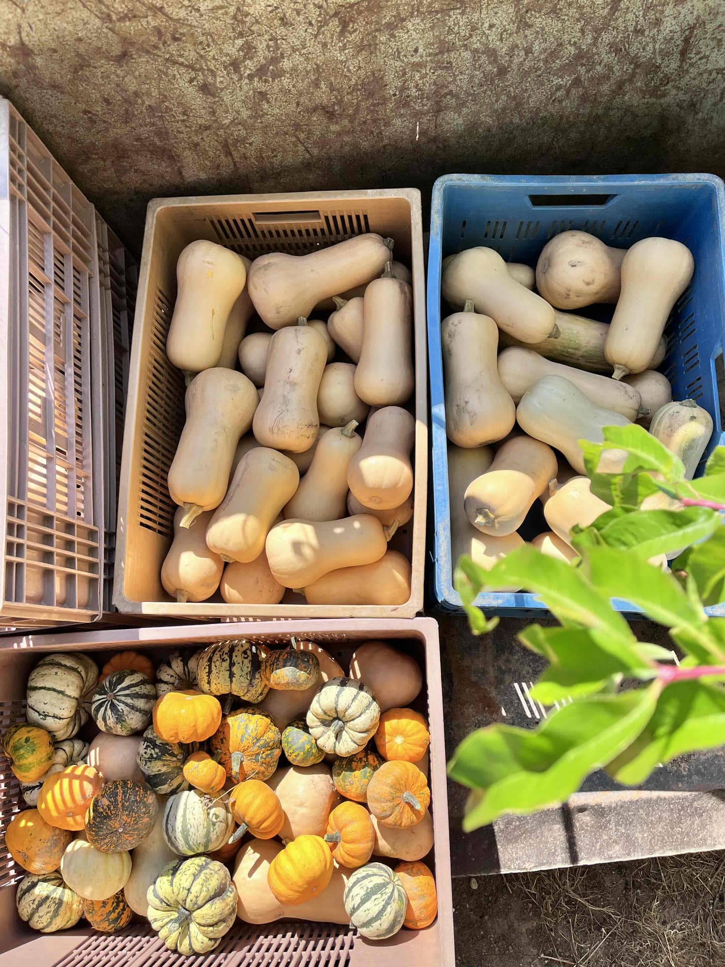 Le canut et les gones