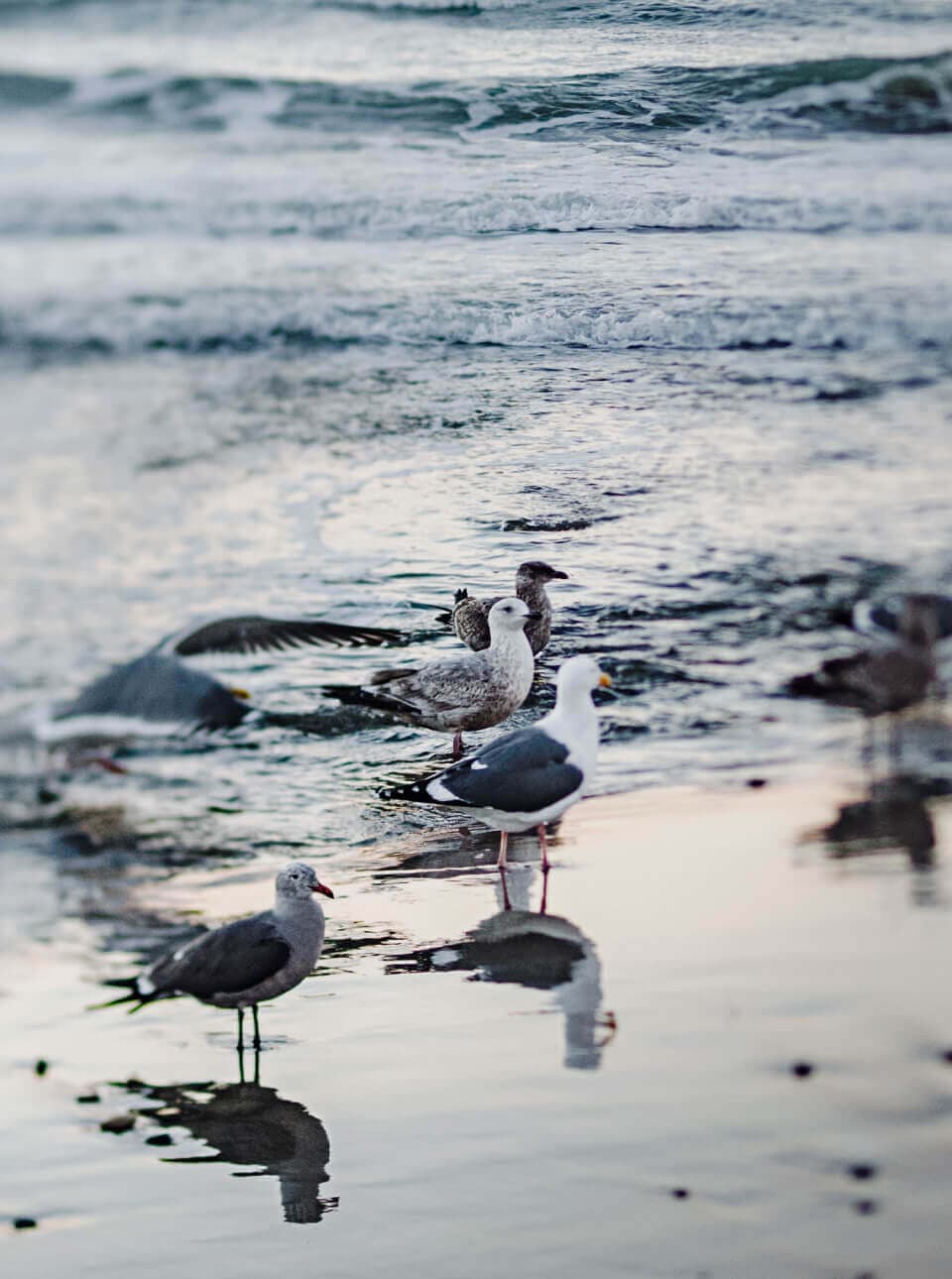 Le Barbue d'Anvers photo 2