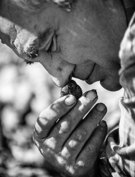 Maison De La Truffe - Madeleine photo 4