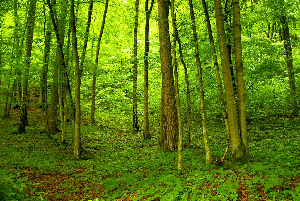 Chapeau les Bois! - Mycobrasserie / Traiteur & Brasseur